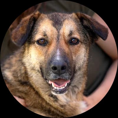 Tiny, female Mixed Breed for adoption at Every Dog Matters EU