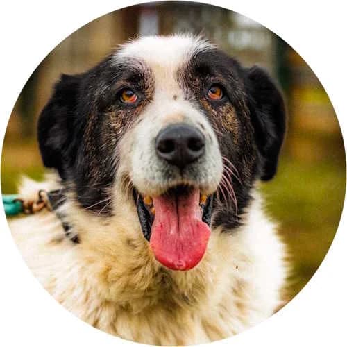 Winston, male Mixed Breed for adoption at Every Dog Matters EU, Kostinbrod