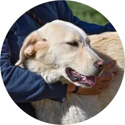 Yoda, male Mixed Breed for adoption at Every Dog Matters EU, Kostinbrod