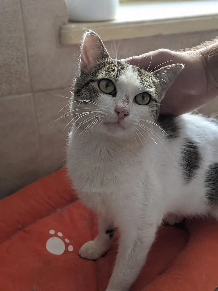 Balki (Балки), male young Mixed Breed for adoption at Fluffy Paws Of Bulgaria