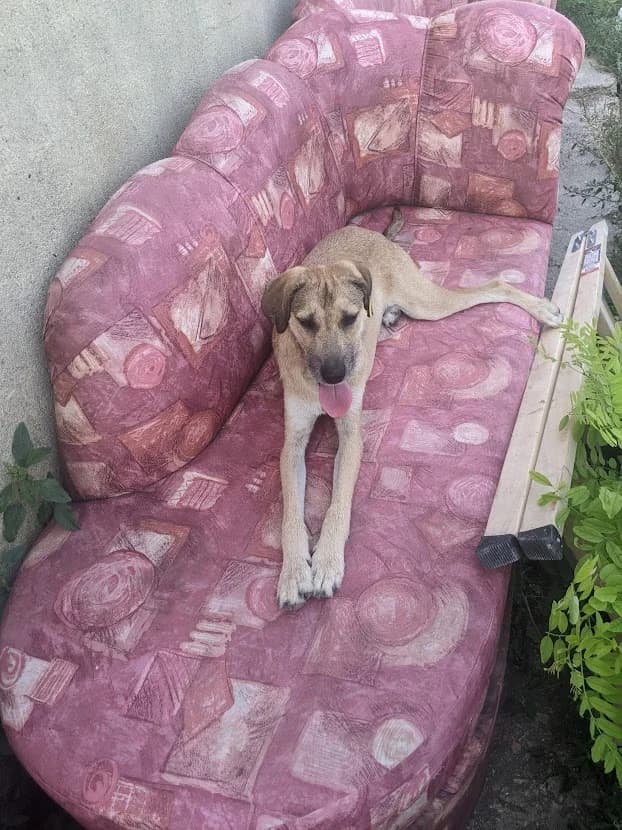 Reks (Рекс), male puppy Mixed Breed for adoption at Fluffy Paws Of Bulgaria
