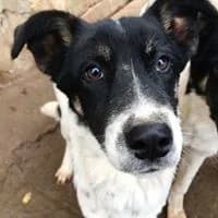 Amber, female young Mixed Breed for adoption at Helen, Vratsa region