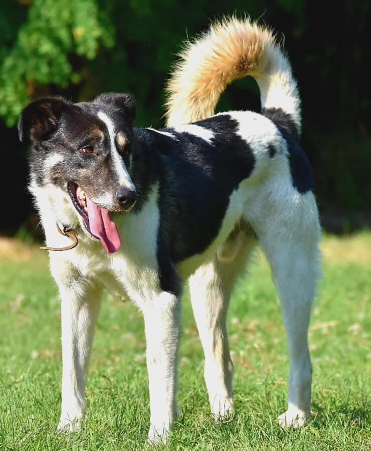 Billy, male 7yo Mixed Breed for adoption at Helen, Vratsa region