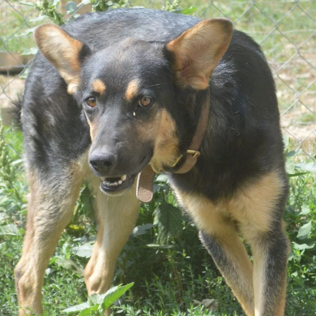 Juliet, female Mixed Breed for adoption at Helen, Vratsa region