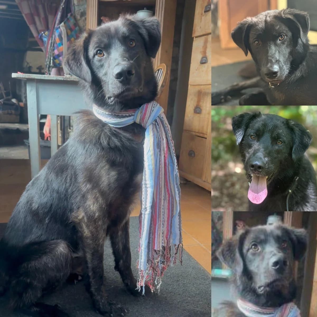 Pancho,  4yo Mixed Breed for adoption at Little Angels Rescue Bulgaria