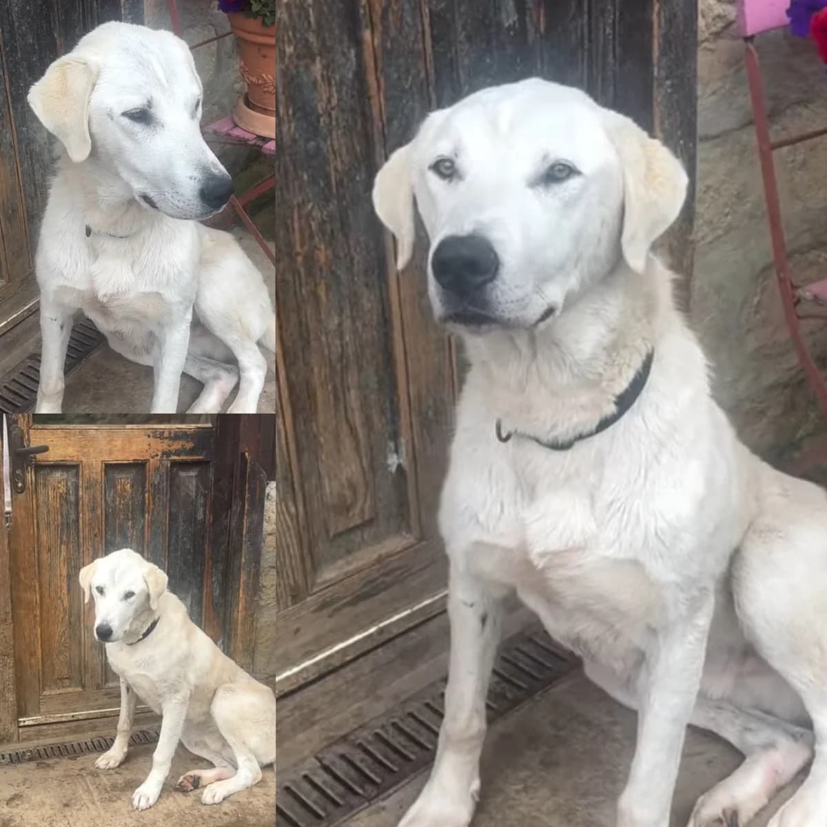Casper,  young Mixed Breed for adoption at Little Angels Rescue Bulgaria