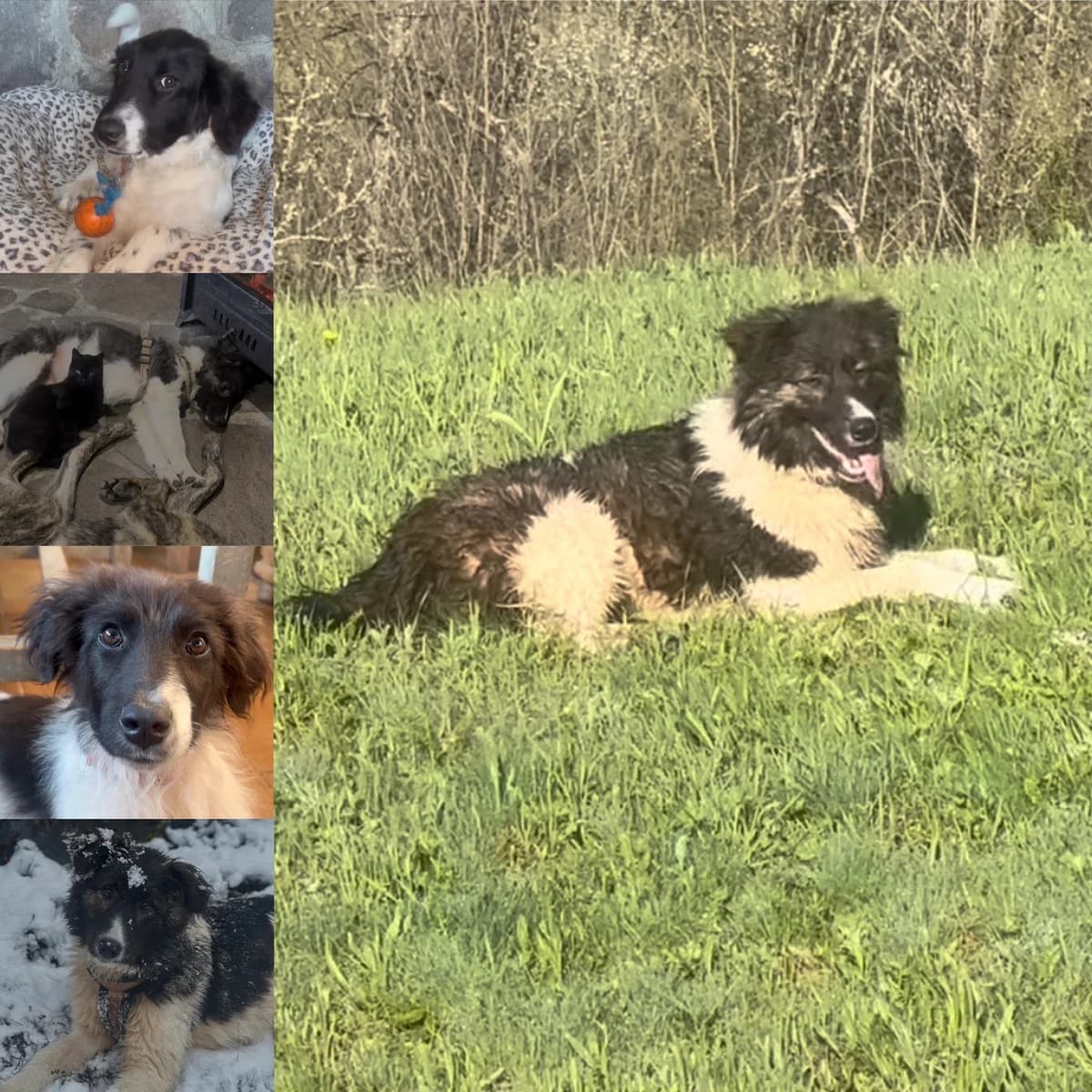 Maude,  3yo Collie for adoption at Little Angels Rescue Bulgaria