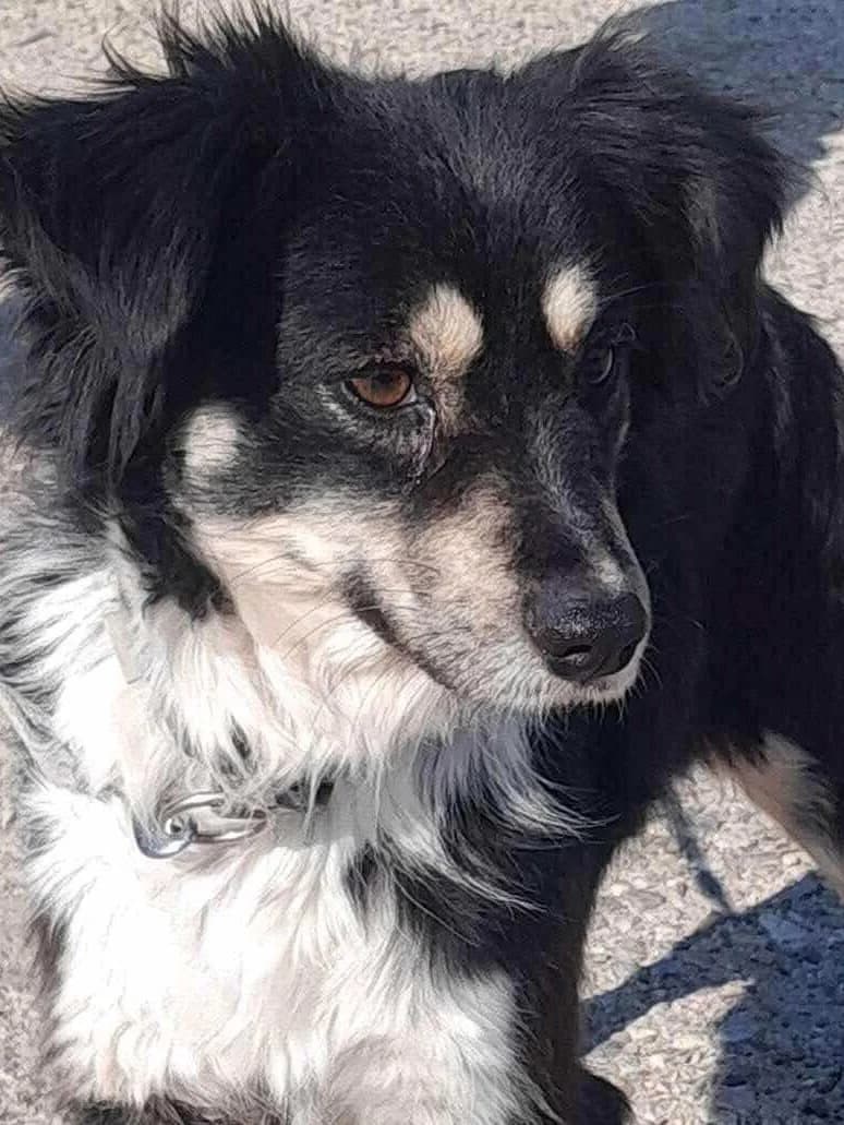 Bobby, male Mixed Breed for adoption at Lucy Irvine Foundation Europe