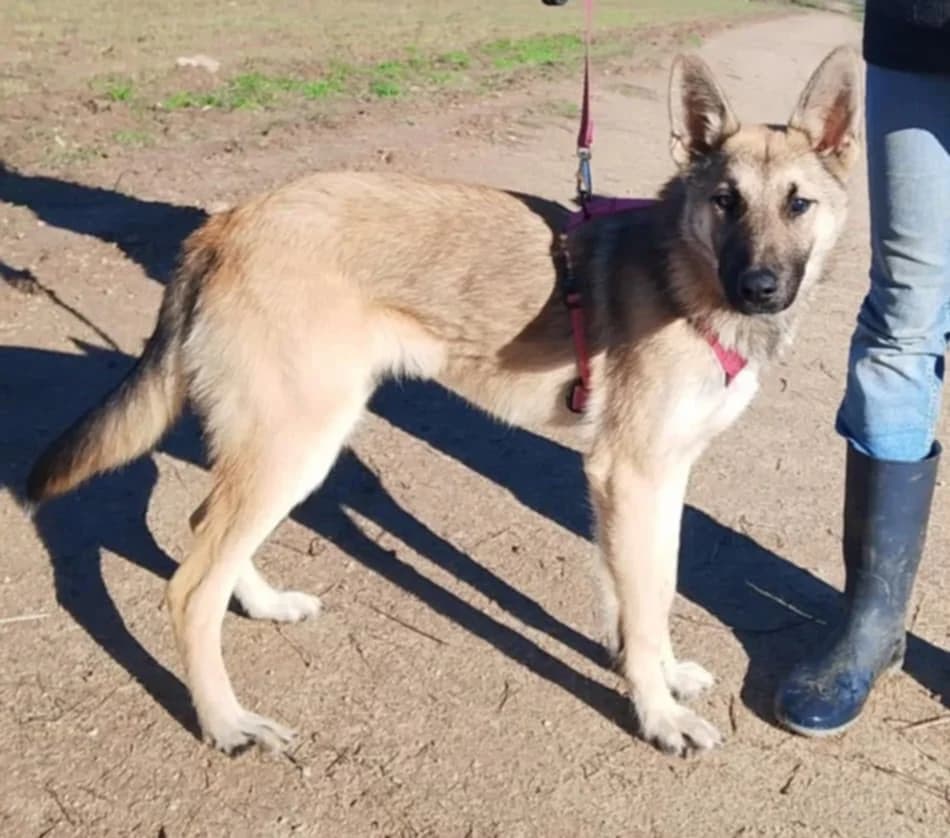 Lenny, male Mixed Breed for adoption at Lucy Irvine Foundation Europe