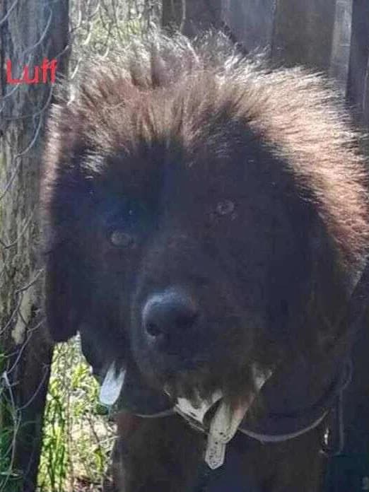 Luff, male Mixed Breed for adoption at Lucy Irvine Foundation Europe