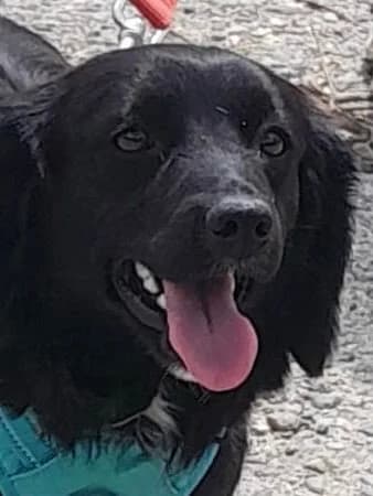 Melissa, female puppy Mixed Breed for adoption at Lucy Irvine Foundation Europe