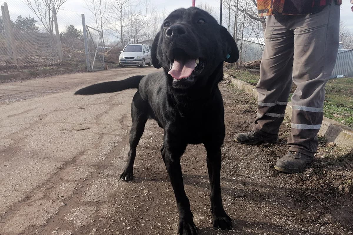 Redzhi (Реджи), male young Mixed Breed for adoption at Sanctuary BG Razgrad, Razgrad