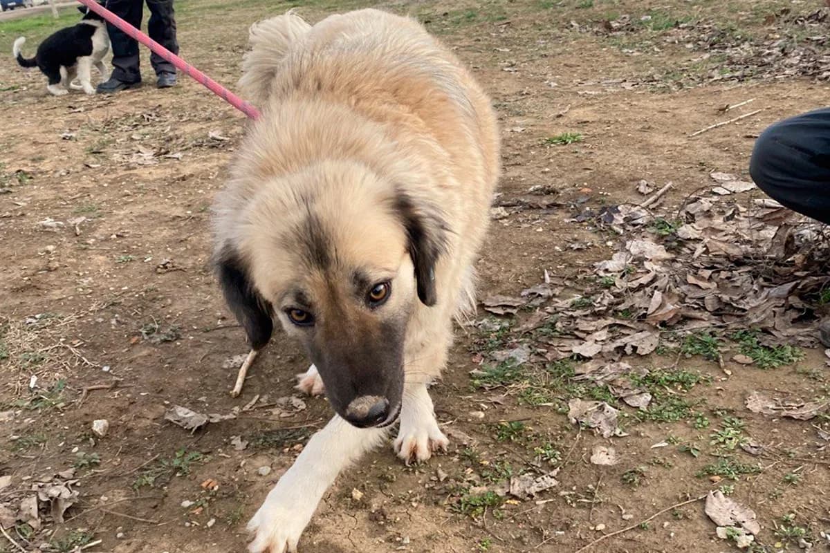 Stanila (Станила), female 3yo Mixed Breed for adoption at Sanctuary BG Razgrad, Razgrad