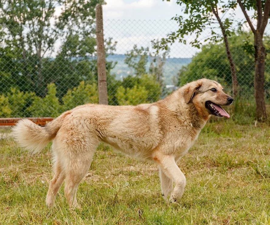 PUKhI (ПУХИ), female young Mixed Breed for adoption at Sanctuary BG Razgrad, Razgrad