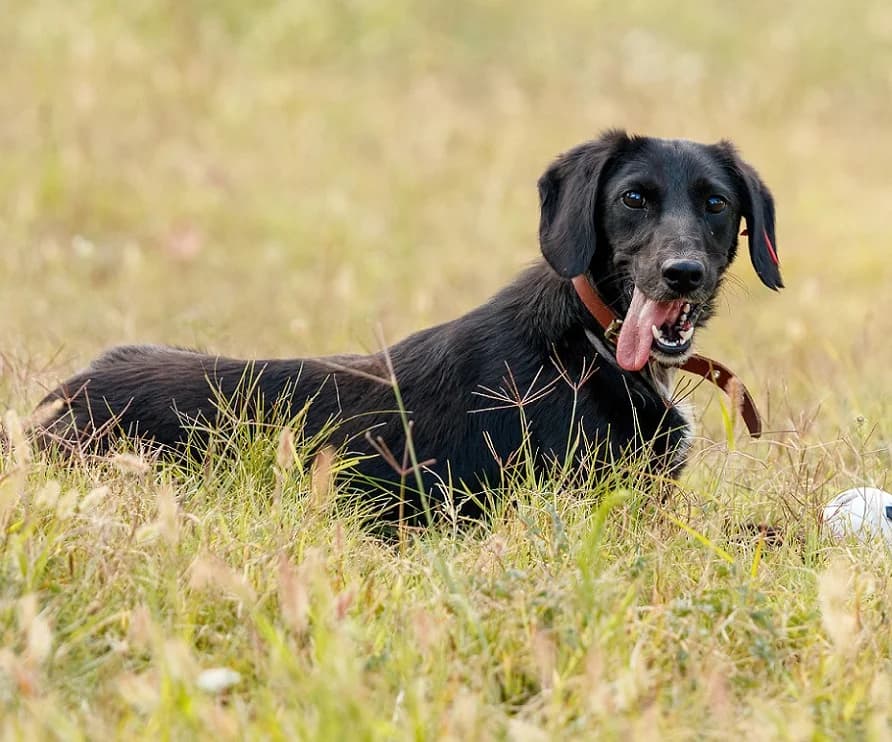 ChERNO (ЧЕРНЬО), male young Mixed Breed for adoption at Sanctuary BG Razgrad, Razgrad