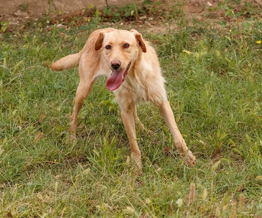 Angelina (Ангелина), female young Mixed Breed for adoption at Sanctuary BG Razgrad, Razgrad