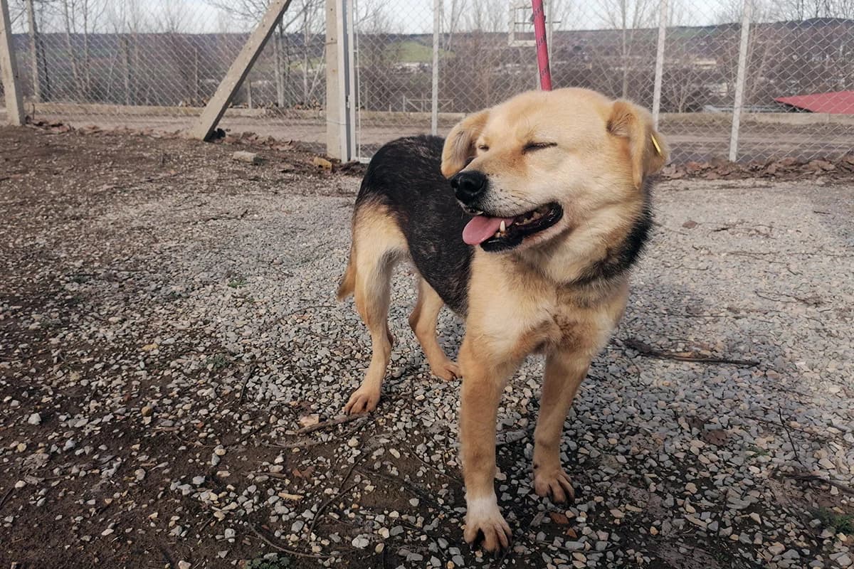 Penka (Пенка), female 5yo Mixed Breed for adoption at Sanctuary BG Razgrad, Razgrad