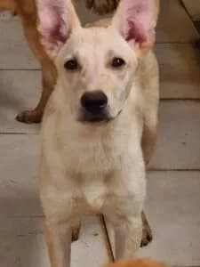 Ace, male 4yo Mixed Breed for adoption at Santerpaws Bulgarian Rescue