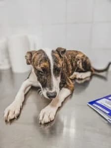 Anastasia, female Mixed Breed for adoption at Santerpaws Bulgarian Rescue