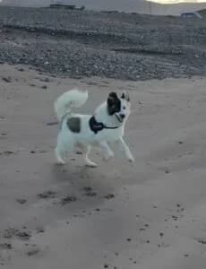 Angel, female Mixed Breed for adoption at Santerpaws Bulgarian Rescue