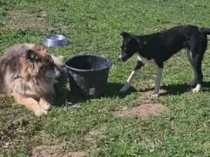 Arizona, female Mixed Breed for adoption at Santerpaws Bulgarian Rescue