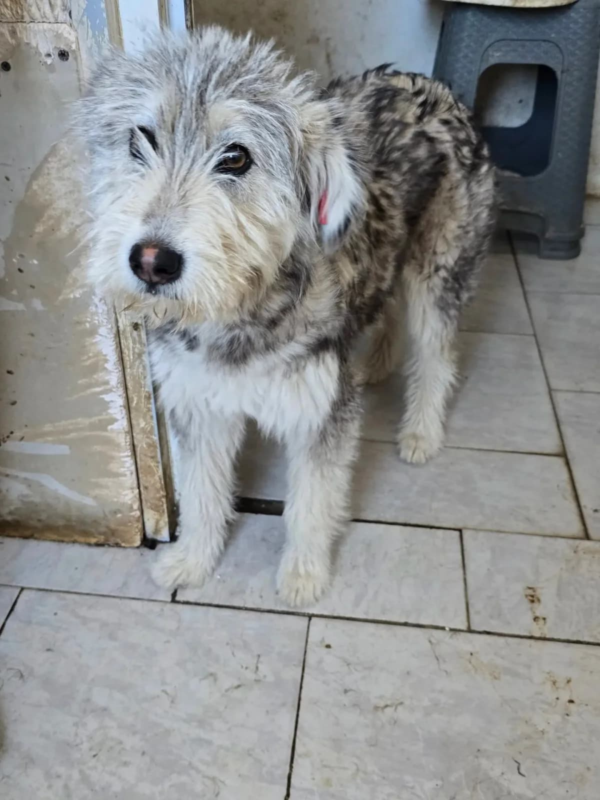Ash, female puppy Mixed Breed for adoption at Santerpaws Bulgarian Rescue