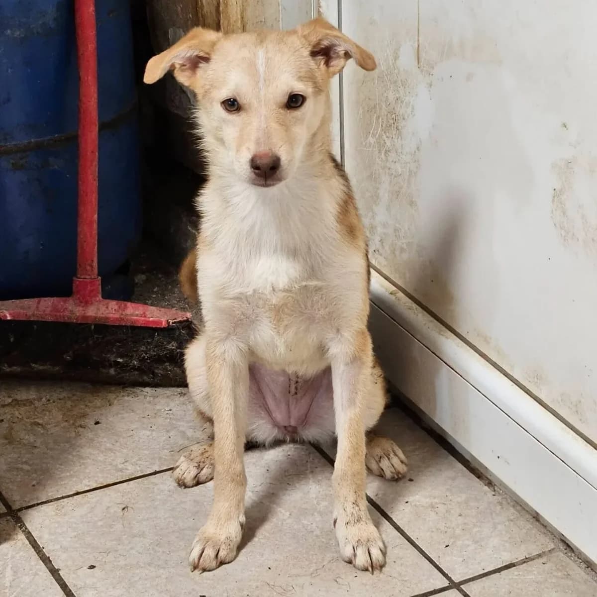 Bambi, female puppy Mixed Breed for adoption at Santerpaws Bulgarian Rescue