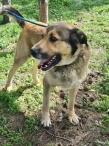 Bard, male 5yo Mixed Breed for adoption at Santerpaws Bulgarian Rescue