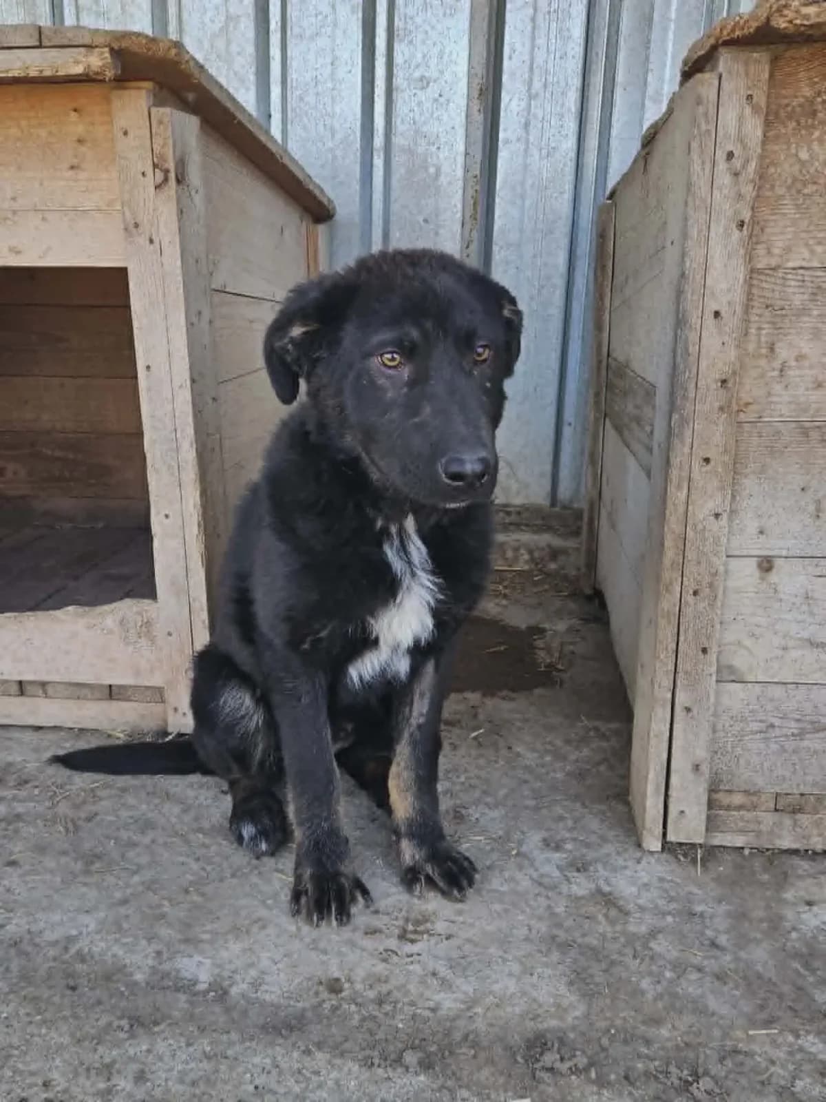 Bear, male young Mixed Breed for adoption at Santerpaws Bulgarian Rescue