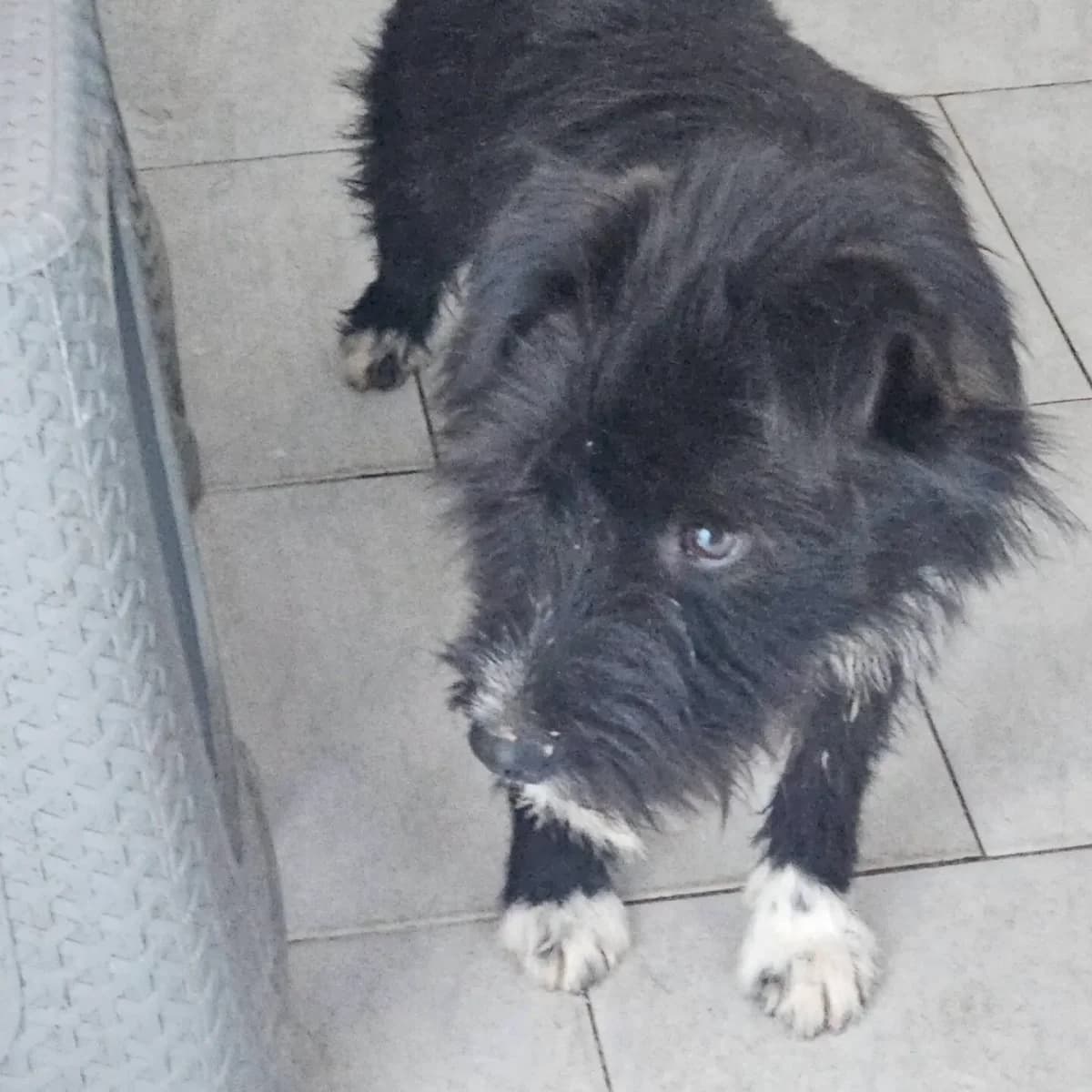 Bentley, Mixed Breed (Santerpaws Bulgarian Rescue)