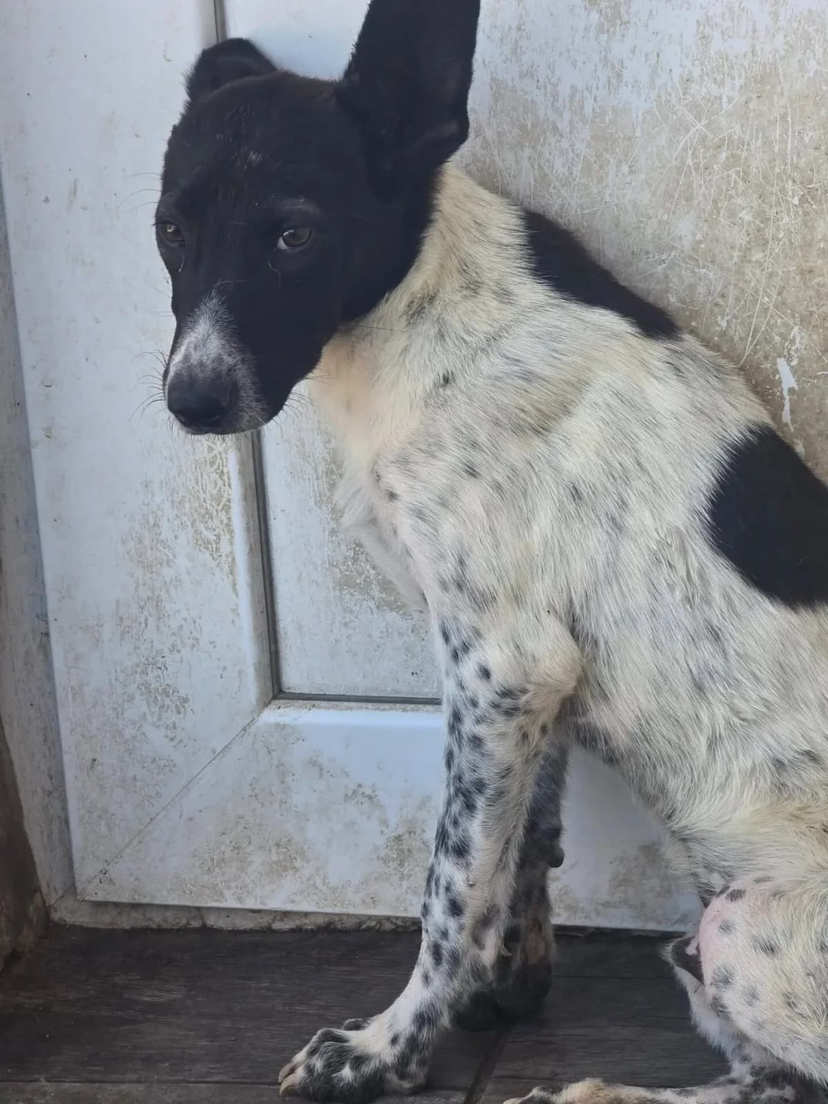 Bert, male Mixed Breed for adoption at Santerpaws Bulgarian Rescue