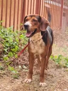 Borro, female 6yo Mixed Breed for adoption at Santerpaws Bulgarian Rescue