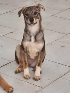 Breezy, female puppy Mixed Breed for adoption at Santerpaws Bulgarian Rescue