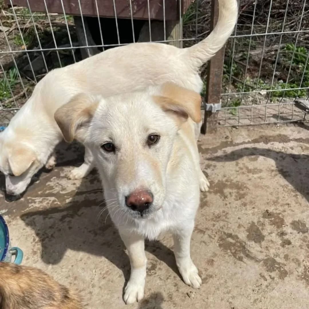 Cappuccino, female Mixed Breed for adoption at Santerpaws Bulgarian Rescue