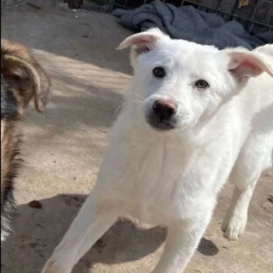 Casper, female Mixed Breed for adoption at Santerpaws Bulgarian Rescue