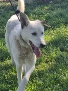 Chewdo, female 3yo Mixed Breed for adoption at Santerpaws Bulgarian Rescue