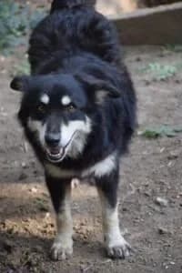 Chita, female 6yo Mixed Breed for adoption at Santerpaws Bulgarian Rescue
