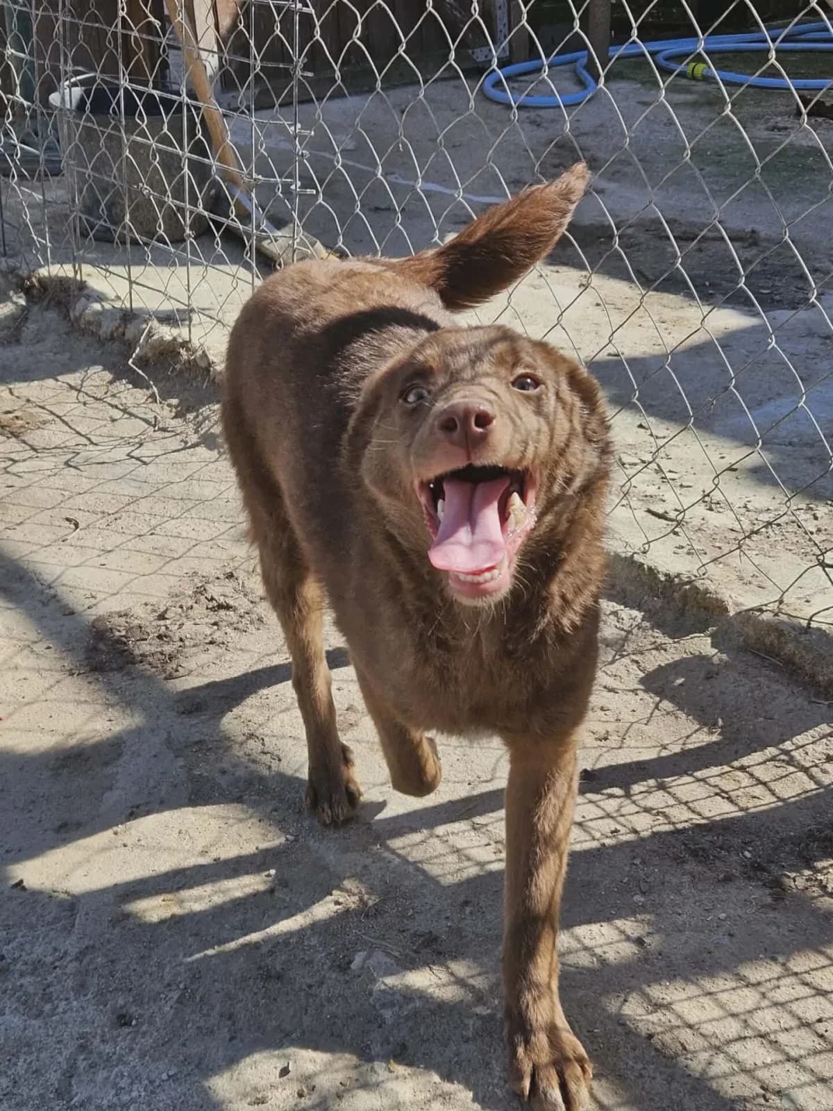 Cocoa, female young Mixed Breed for adoption at Santerpaws Bulgarian Rescue