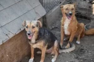 Contessa, female Mixed Breed for adoption at Santerpaws Bulgarian Rescue
