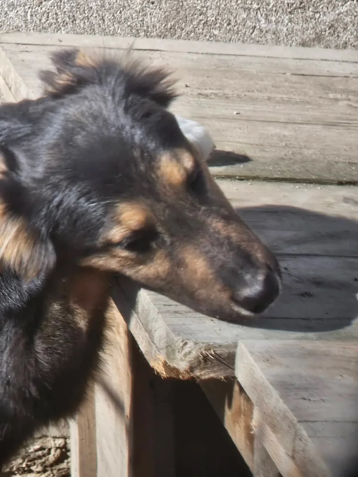 Dante, female young Mixed Breed for adoption at Santerpaws Bulgarian Rescue
