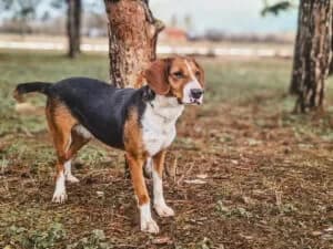 Delores, female Mixed Breed for adoption at Santerpaws Bulgarian Rescue