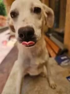 Dexter, male Mixed Breed for adoption at Santerpaws Bulgarian Rescue