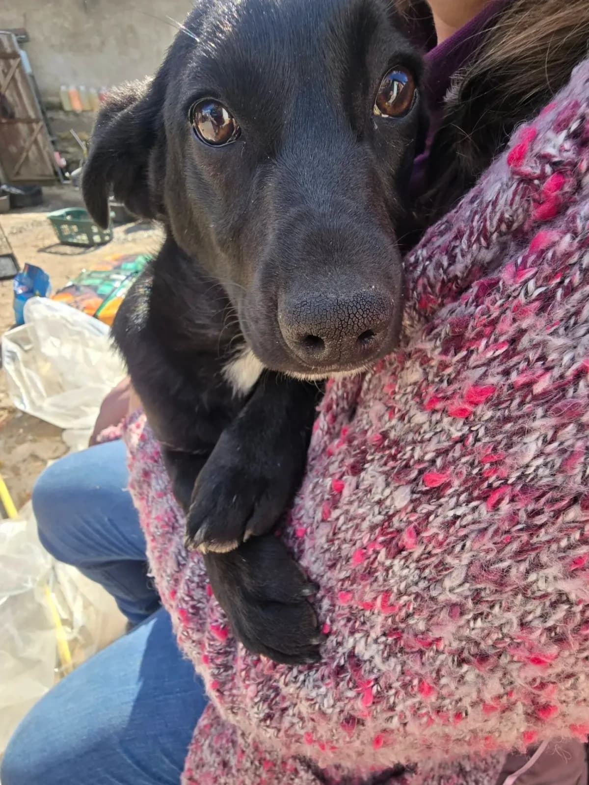 Dianna, female young Mixed Breed for adoption at Santerpaws Bulgarian Rescue