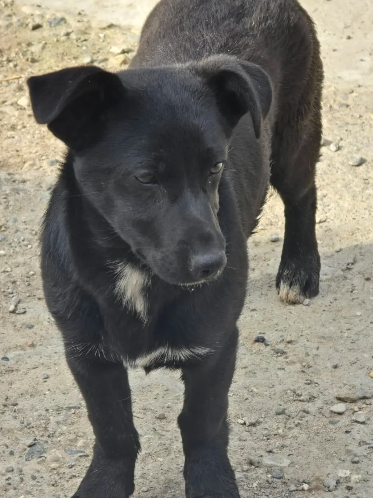 Dianna, female young Mixed Breed for adoption at Santerpaws Bulgarian Rescue