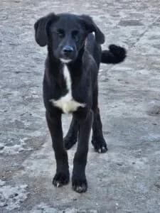 Dobby, female 3yo Mixed Breed for adoption at Santerpaws Bulgarian Rescue