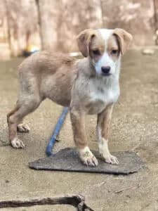 Enya, female puppy Mixed Breed for adoption at Santerpaws Bulgarian Rescue