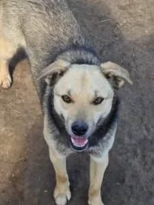 Fran, female young Mixed Breed for adoption at Santerpaws Bulgarian Rescue
