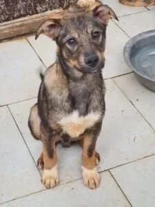 Frank, male young Mixed Breed for adoption at Santerpaws Bulgarian Rescue