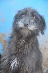 Futty, female Mixed Breed for adoption at Santerpaws Bulgarian Rescue