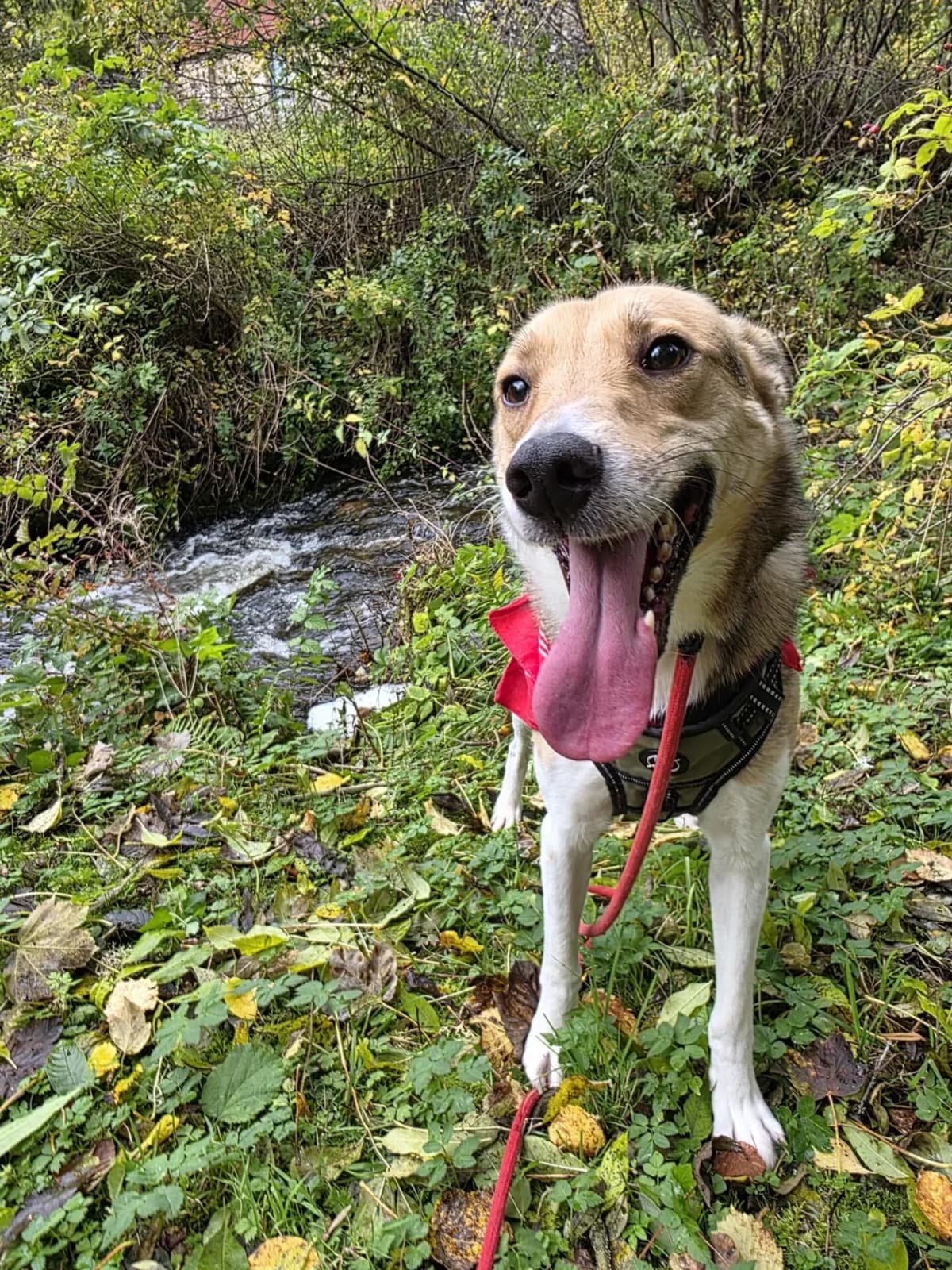 Greisho, male Mixed Breed for adoption at Santerpaws Bulgarian Rescue